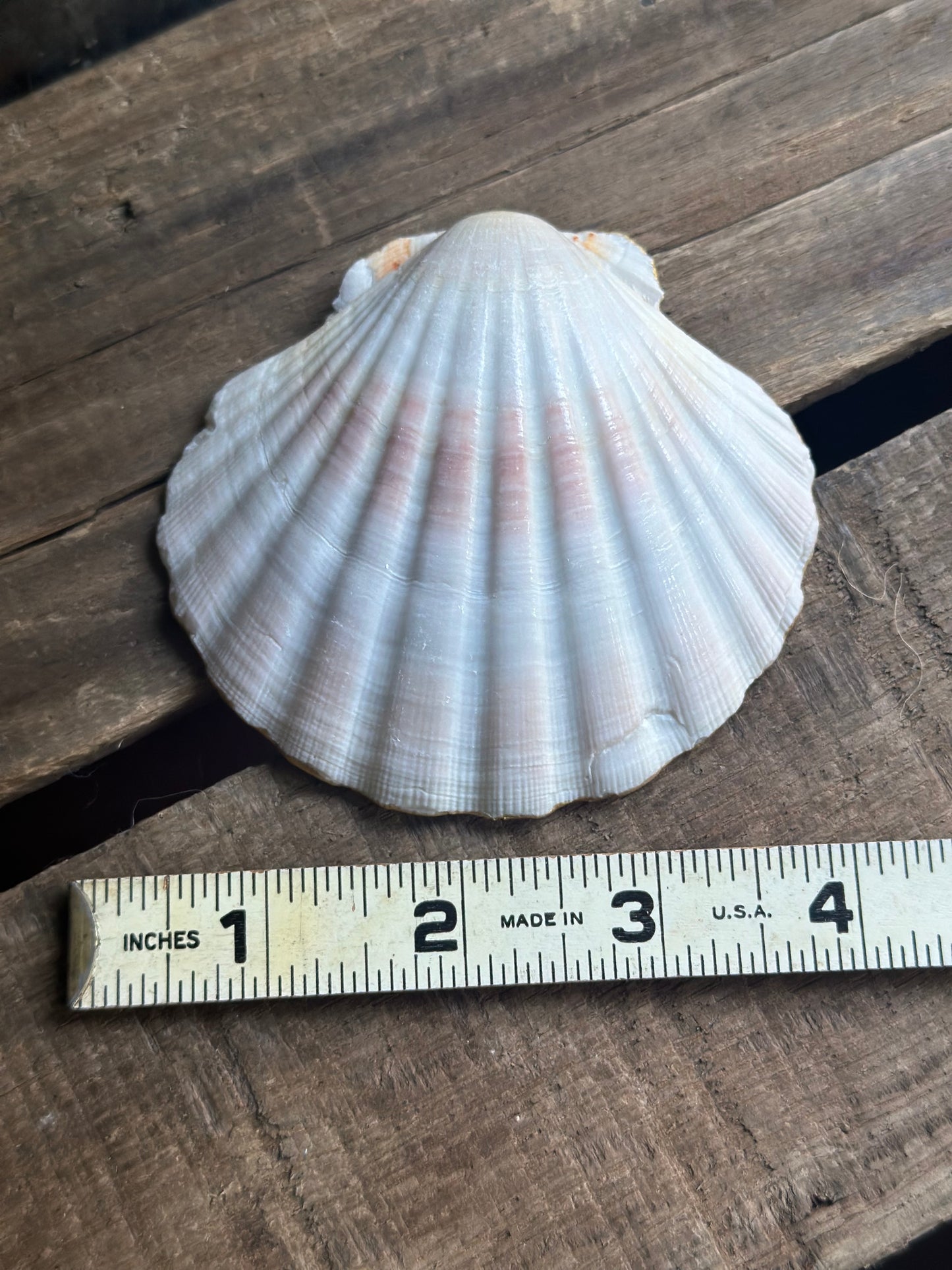 Sea Shell Dish