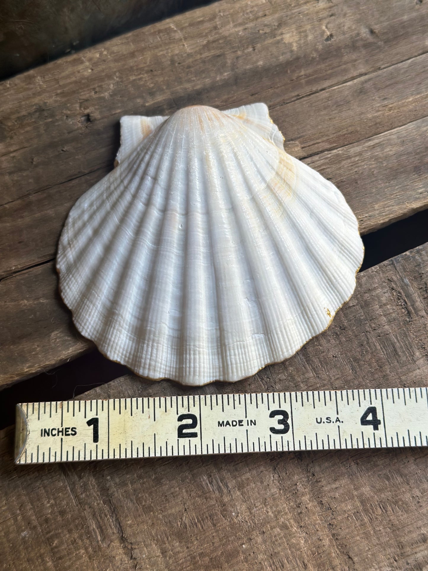 Sea Shell Dish
