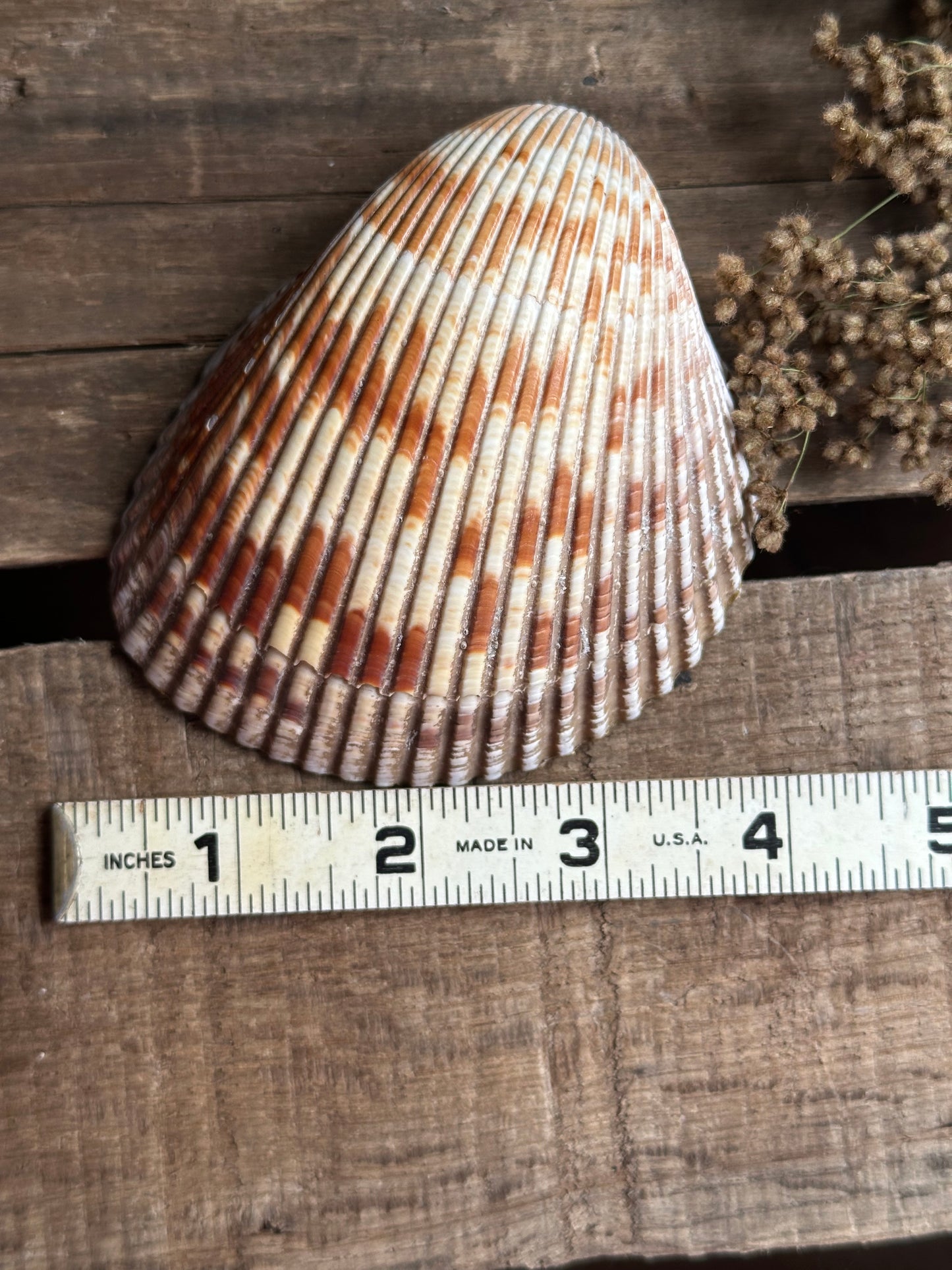 Sea Shell Dish
