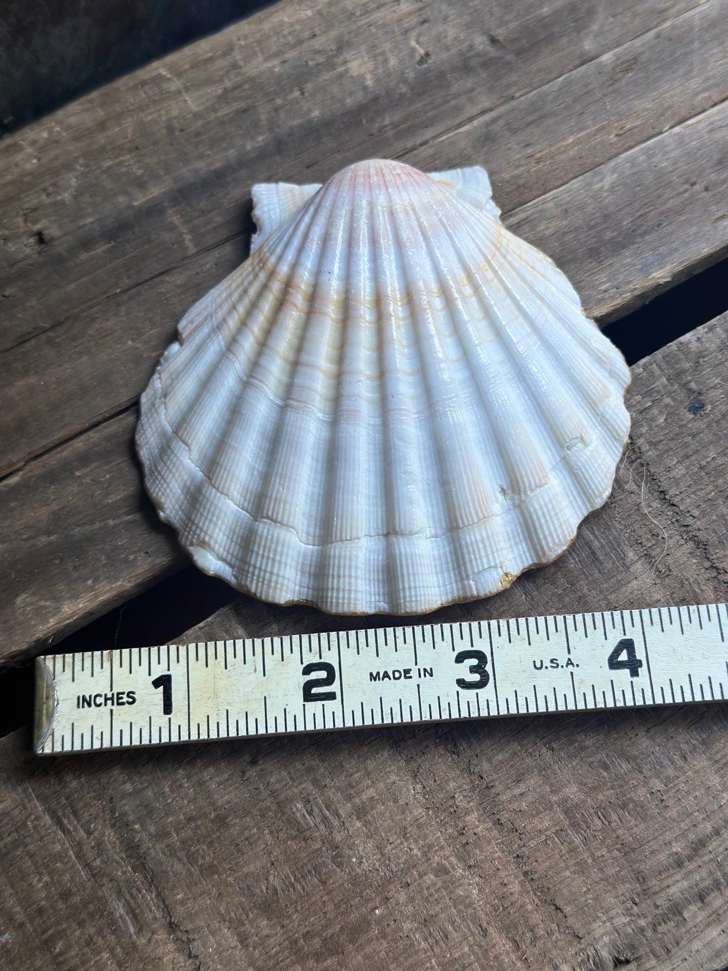 Sea Shell Dish