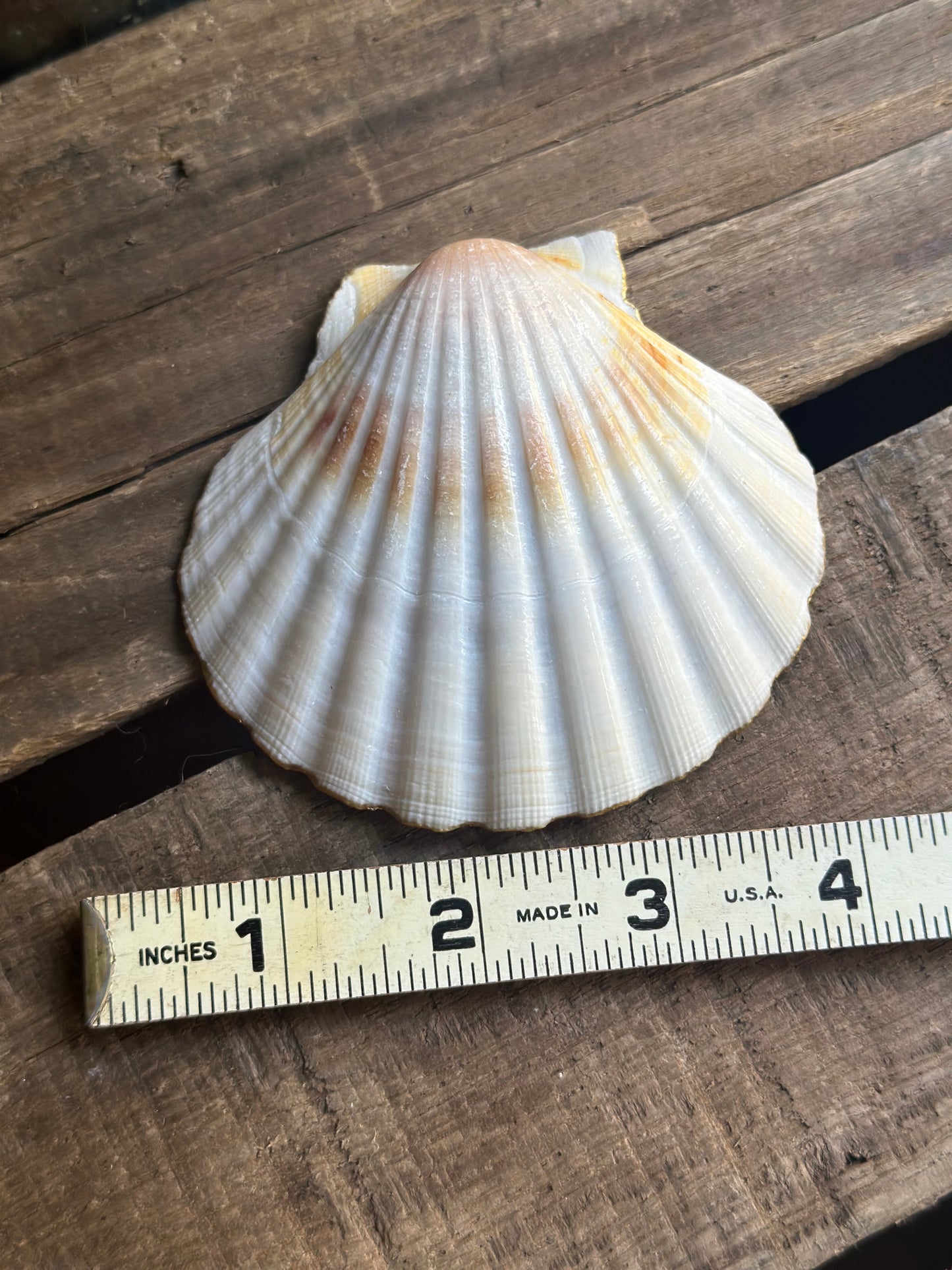 Sea Shell Dish