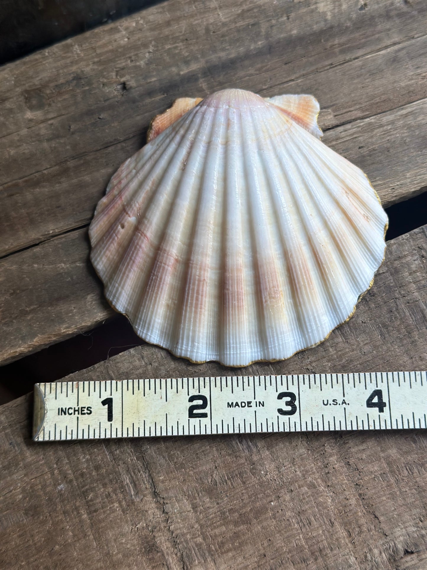 Sea Shell Dish